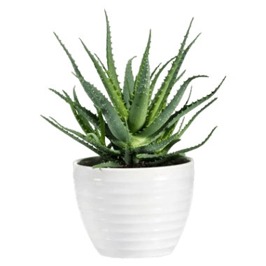 Aloe vera