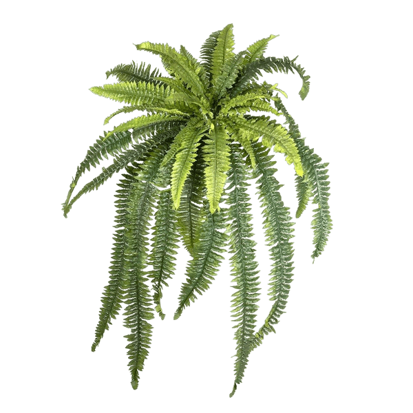 Boston Fern