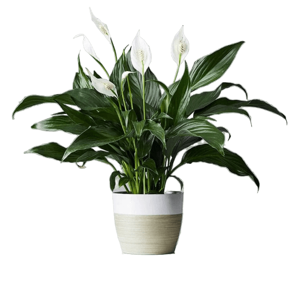 Peace Lily