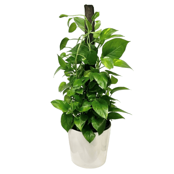 Money Plant