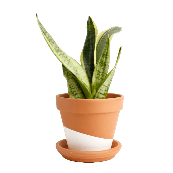 Snake Plant