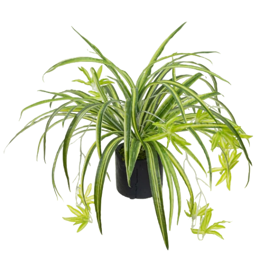 Spider Plant